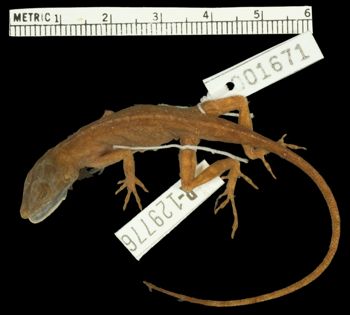 Media type: image;   Herpetology R-129776